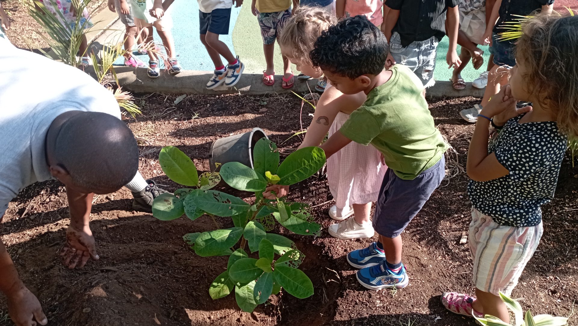 Plantation d’un pied de badamier dans la cour des grands
