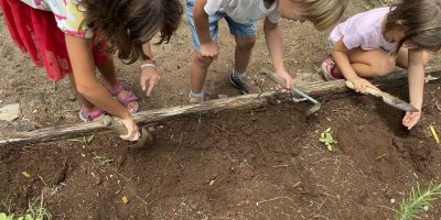 Plantation de maïs pour les CP