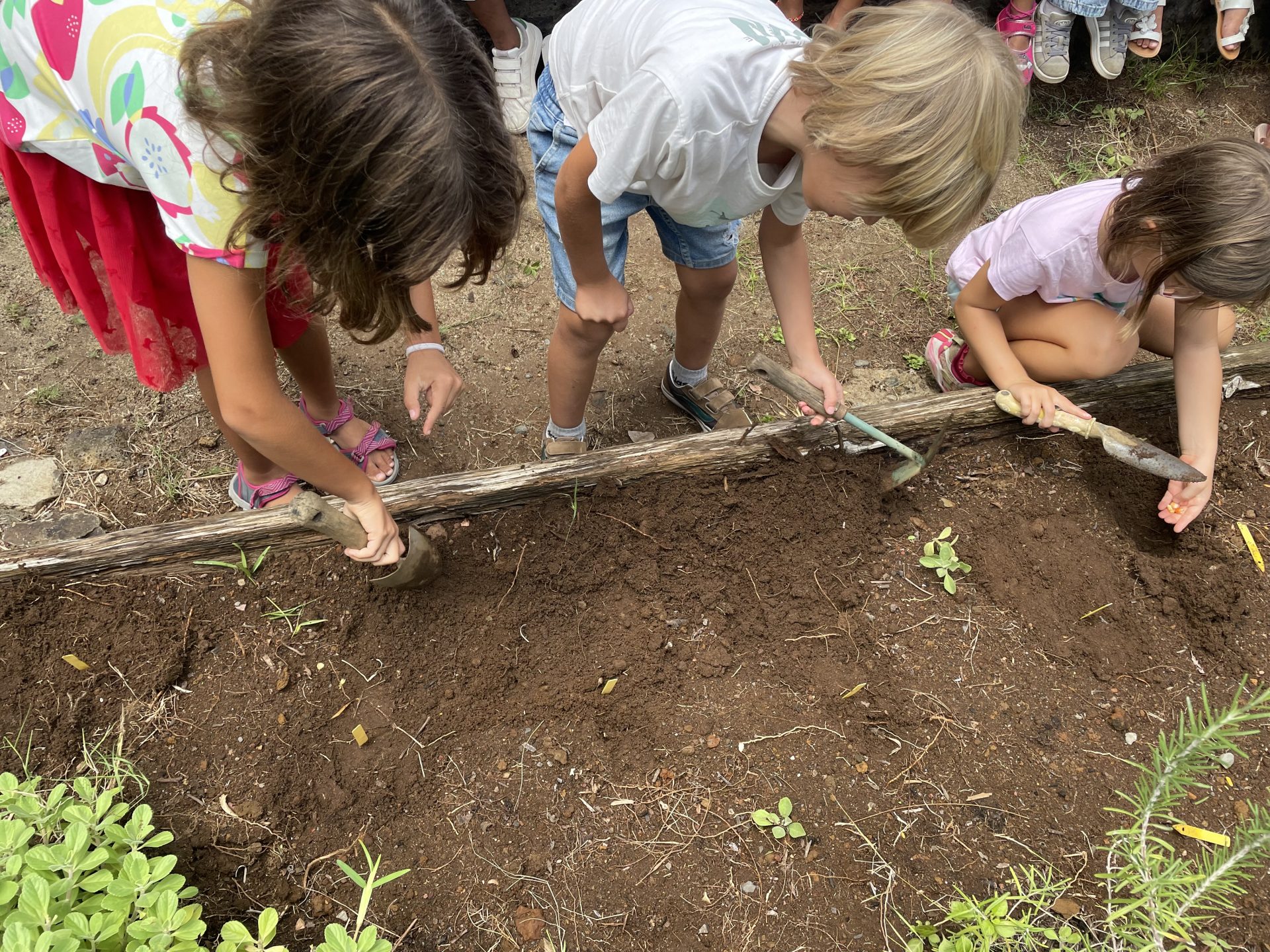Plantation de maïs pour les CP