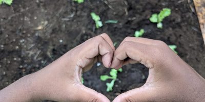 Notre potager prend vie