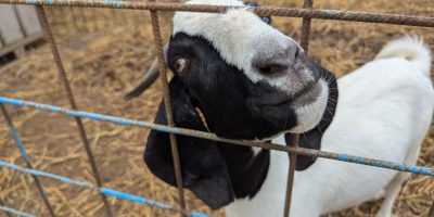 Une journée à la ferme pour apprendre autrement