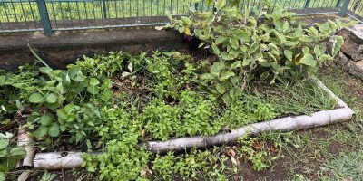 🌱 Entre parfum et dégustation : l’eau à la menthe