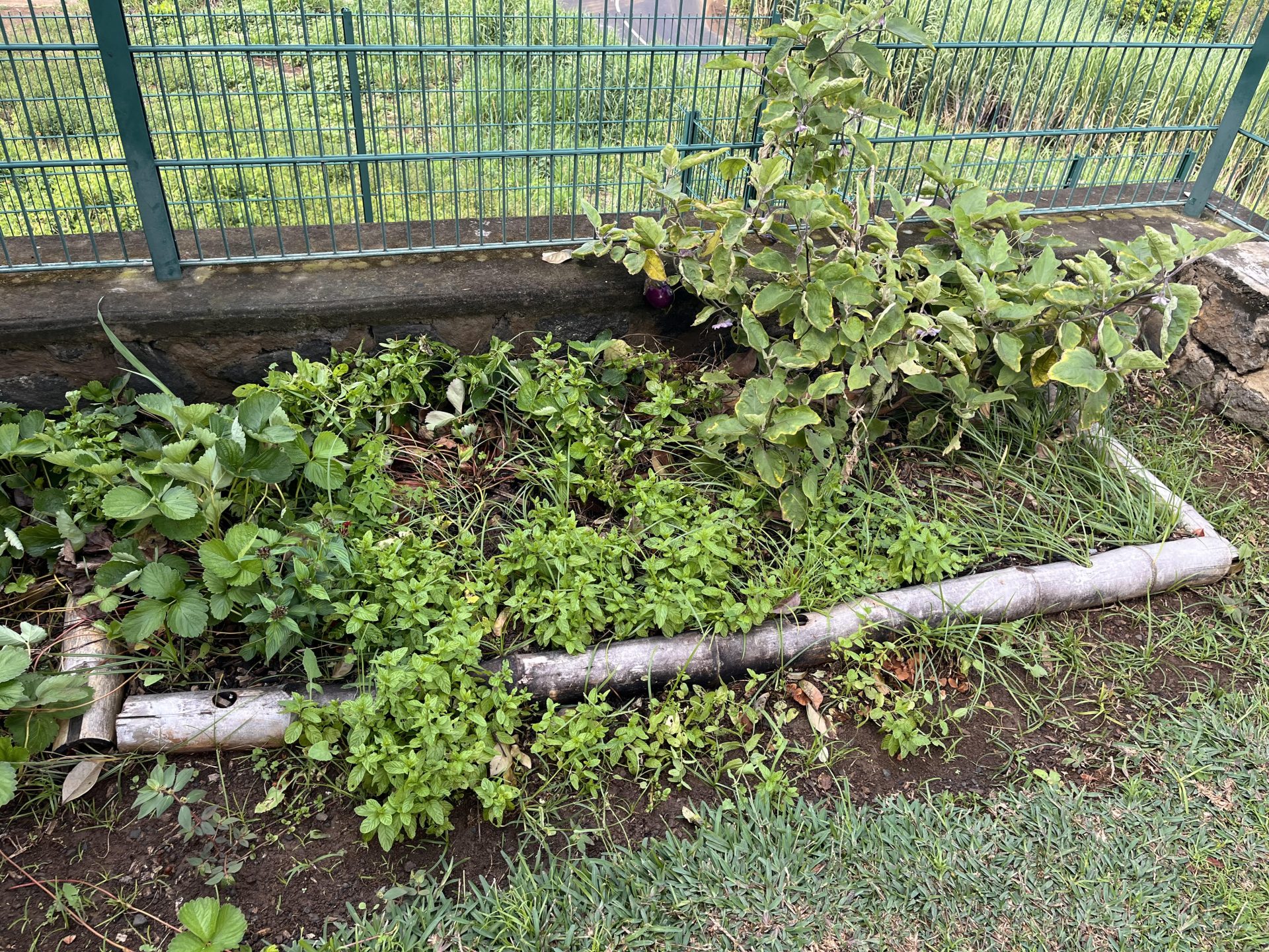 🌱 Entre parfum et dégustation : l’eau à la menthe