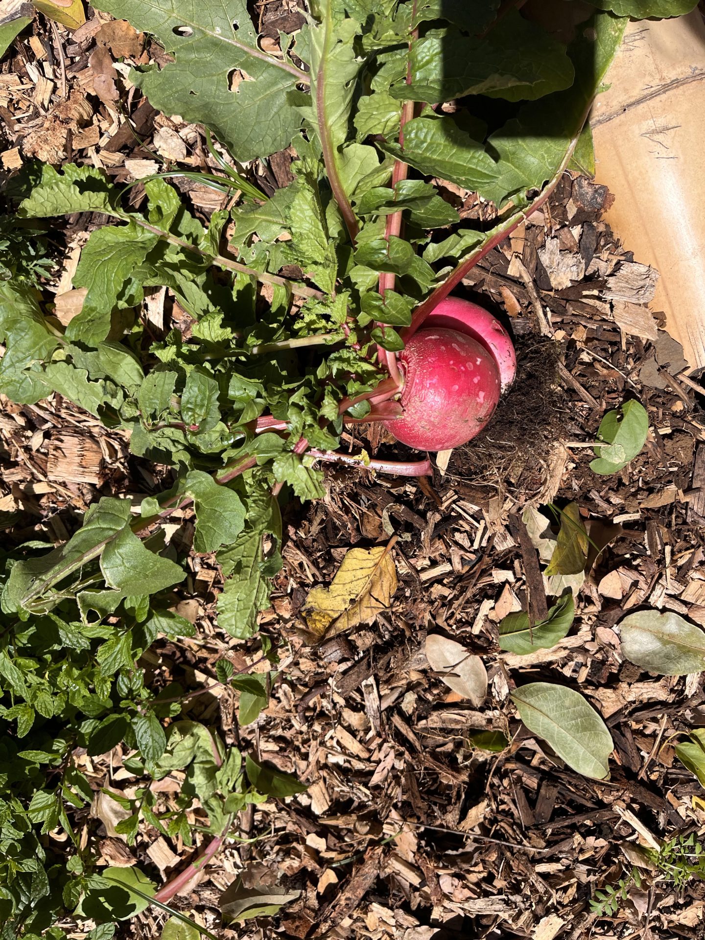 À la découverte du goût… des radis !
