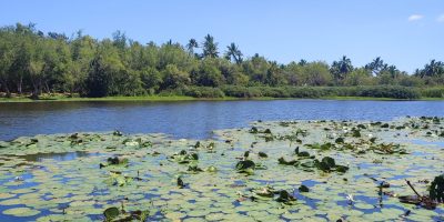 A la découverte des oiseaux, de la mangrove et des insectes à l’Étang Saint-Paul