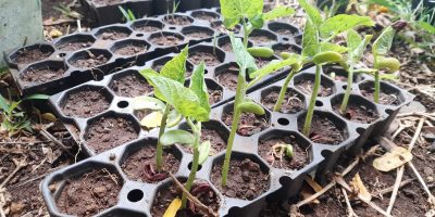 La vie du potager continue