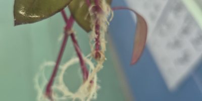 Le bouturage