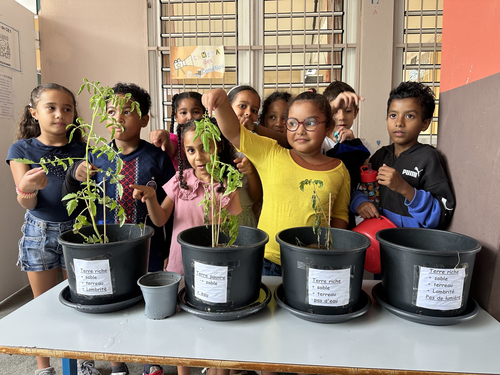 Comment poussent les plantes ? – CE1 P