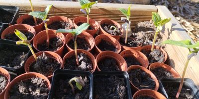 Plantation de graines d’haricot au beurre