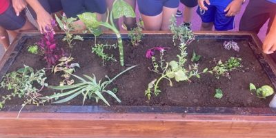 PE#3 Nos plantations dans les jardinières
