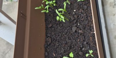 Du compost pour de jolies plantes !