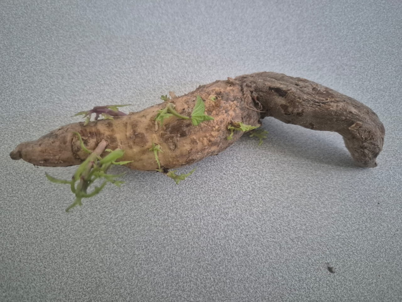 Le regrowing