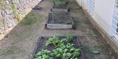 Le potager de la maternelle