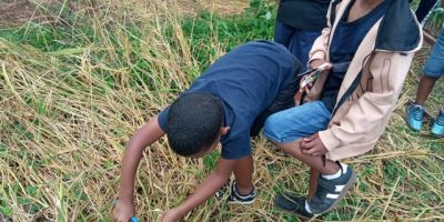 Savons-nous planter le riz …