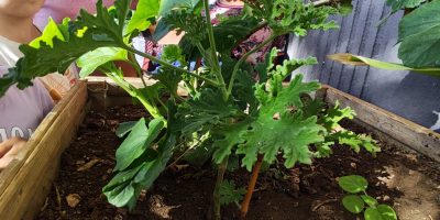 Le bouturage