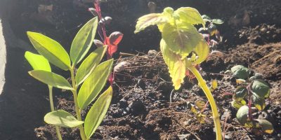 Notre jardin prend forme.