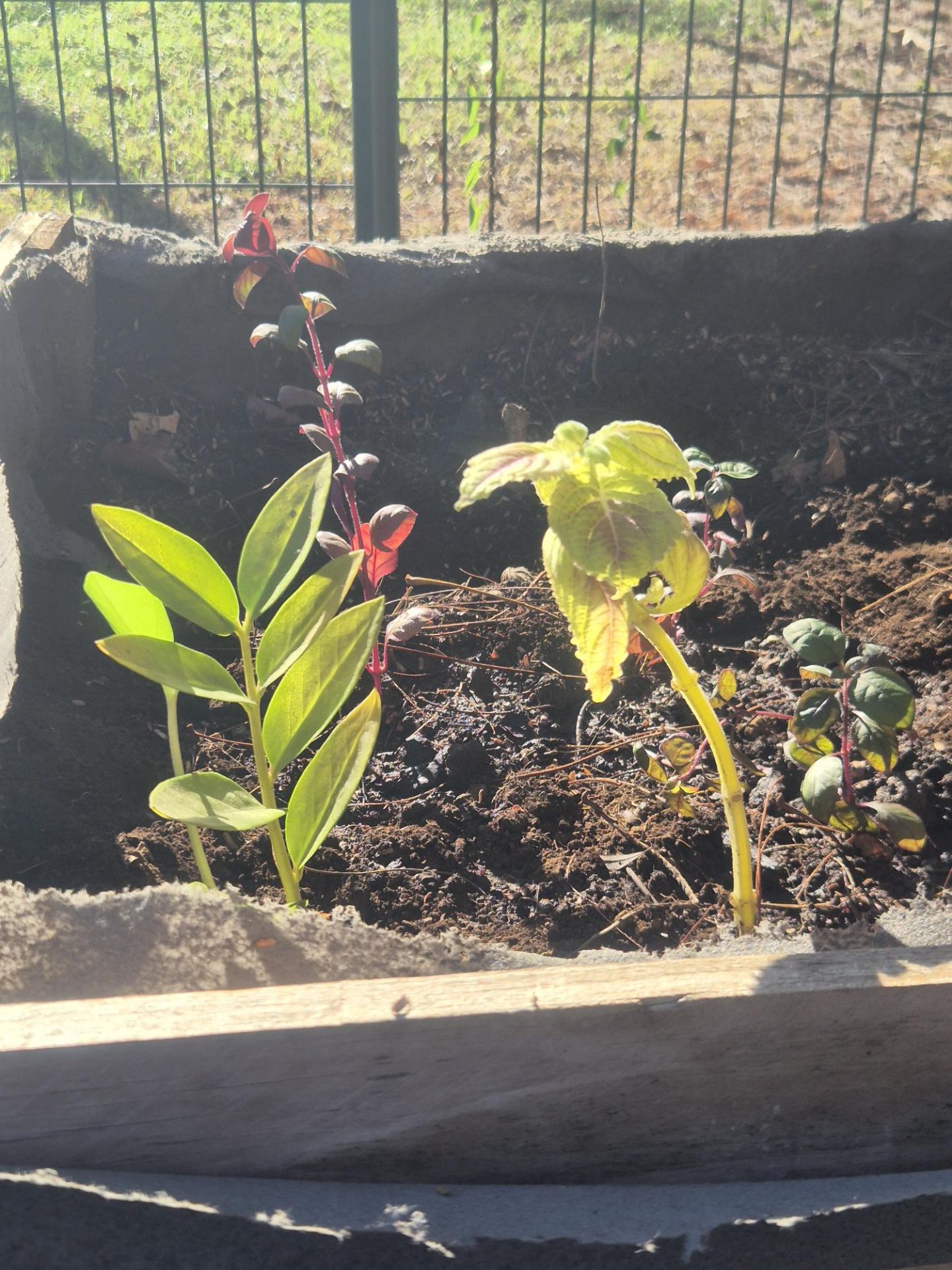 Notre jardin prend forme.