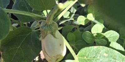 Spetacle et observation des plantations