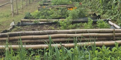 Le potager de PJB