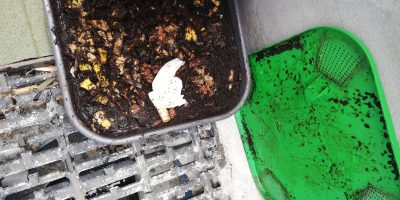 Embellissons nos jardins