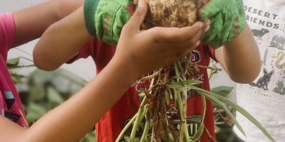 Les ateliers verts avec Coralie Josseron