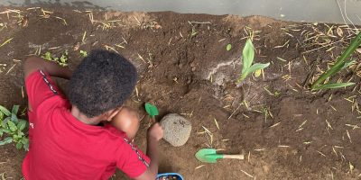 Bulbes, graines et plantations