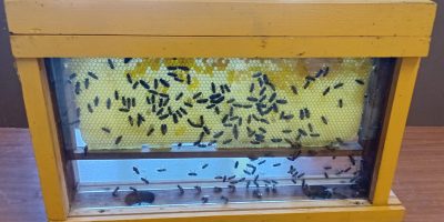 Elles dansent les abeilles!