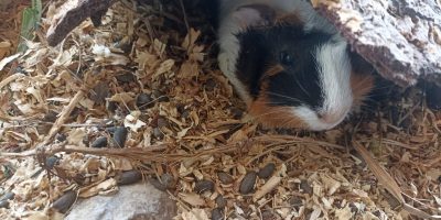Les cochons d’Inde de la classe
