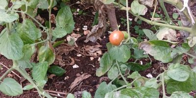 Des plantations de toutes sortes !