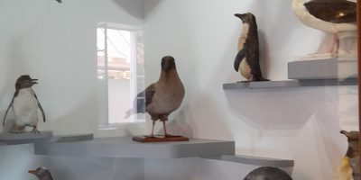 MUSEUM D’HISTOIRES NATURELLES
