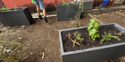 À l’eau, les plantes !