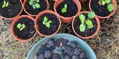 Des bombes à graines pour aider la biodiversité !