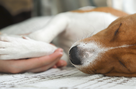 Cadavres d’animaux au domicile