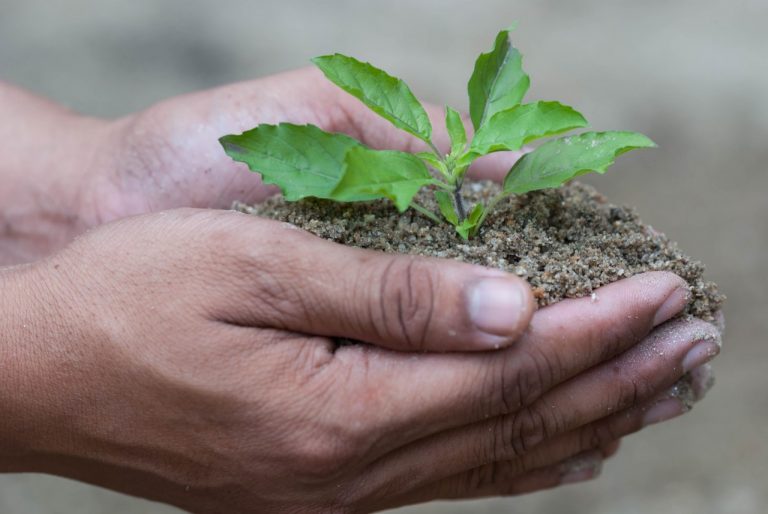 Atelier de plantation