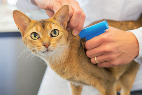 Etre un citoyen responsable vis-à-vis de son animal