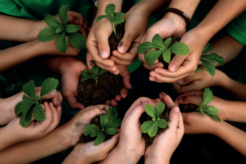 Des techniques pour un jardin en bonne santé