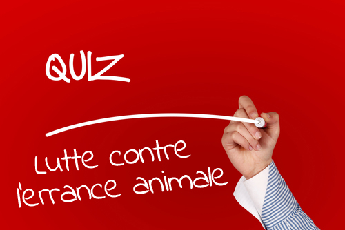 Quiz Lutte contre l’errance animale