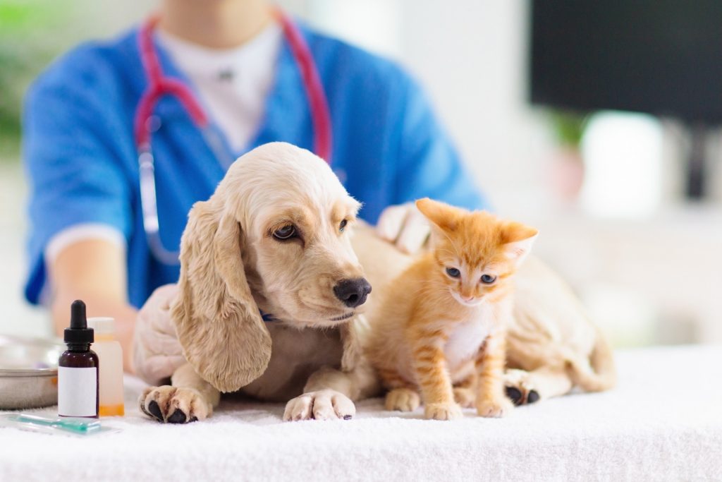 Liste des cliniques vétérinaires agréées