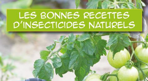 Les bonnes recettes d’insecticides naturels