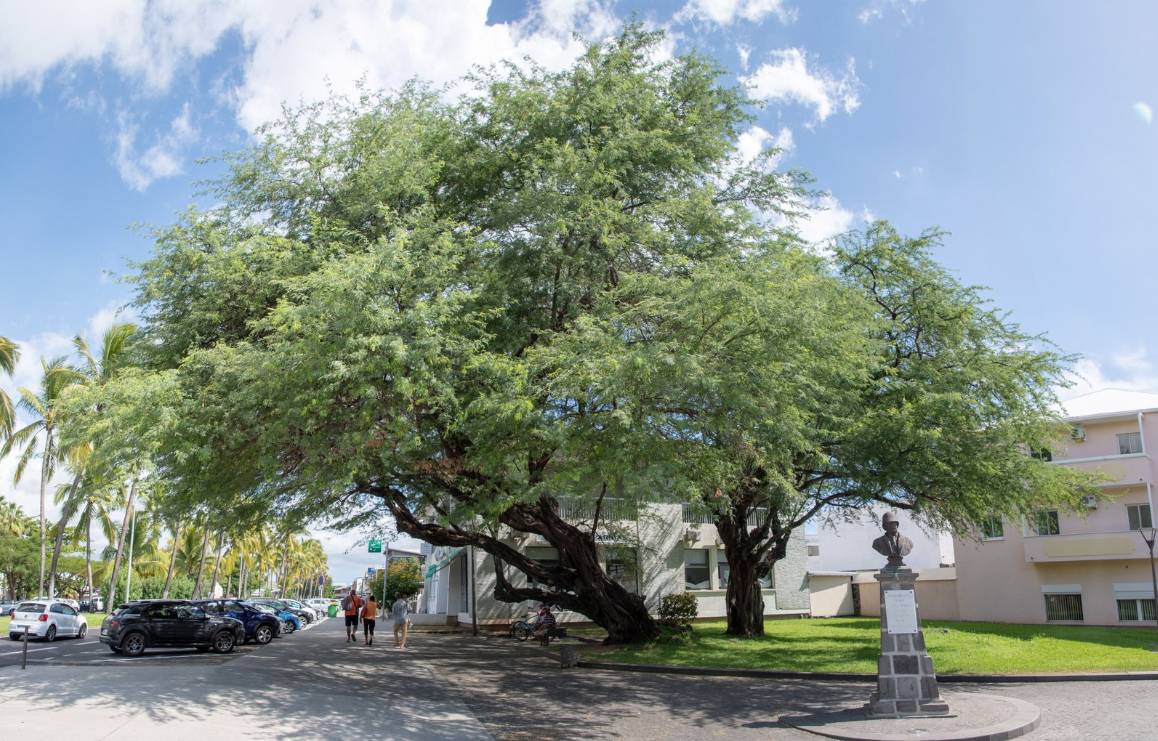 Calendrier 2024 des Arbres — Concours de L'Arbre de l'Année