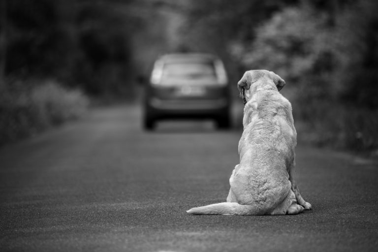 Prévention de l’errance animale à partir du CE2