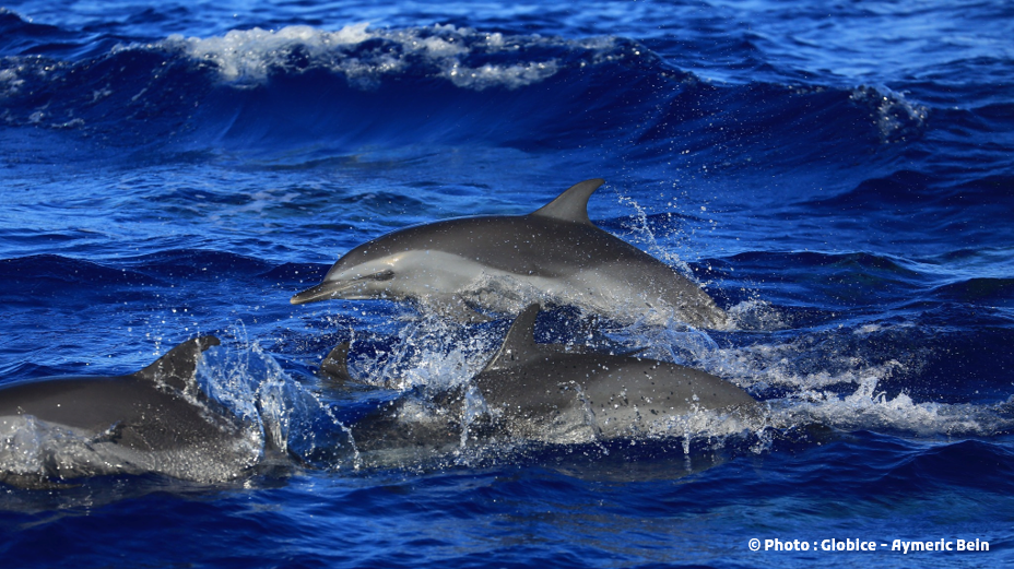 Photo de dauphins - © : Globice - Aymeric Bein