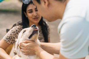 Journée mondiale contre l’abandon des animaux de compagnie