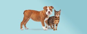 Journée mondiale des animaux : nos médiateurs vous sensibilisent contre l’errance animale