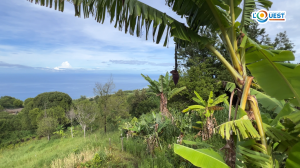 Ron Kozé Lé O : un premier rendez-vous dédié à l’agroforesterie