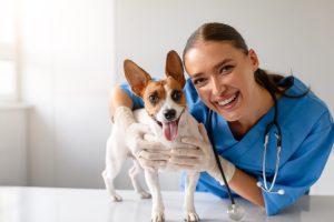 24 février : Journée mondiale de la stérilisation animale